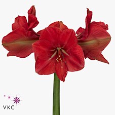 HIPPEASTRUM HERCULES