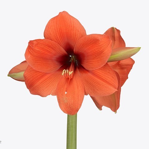 HIPPEASTRUM HORIZON