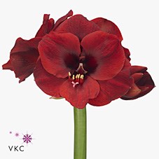 HIPPEASTRUM LIBERTY