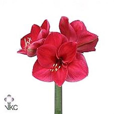 HIPPEASTRUM LILAC FAVOURITE