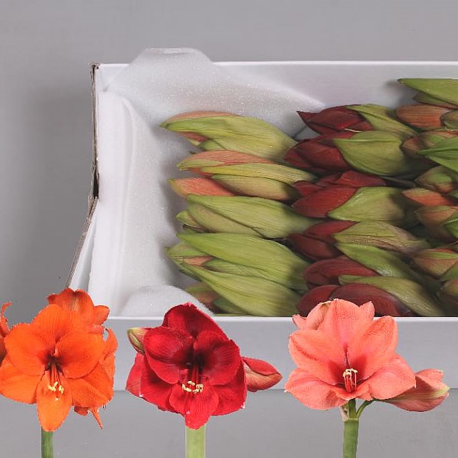 HIPPEASTRUM MIX