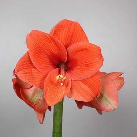 HIPPEASTRUM NARANJA