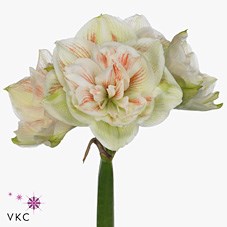 HIPPEASTRUM NYMPH