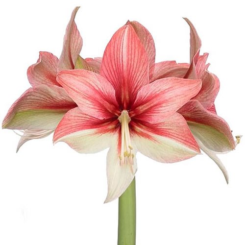 HIPPEASTRUM PINK AMAZONE