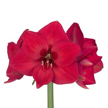 HIPPEASTRUM PLEASURE