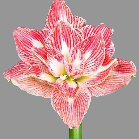 HIPPEASTRUM PRETTY NYMPH