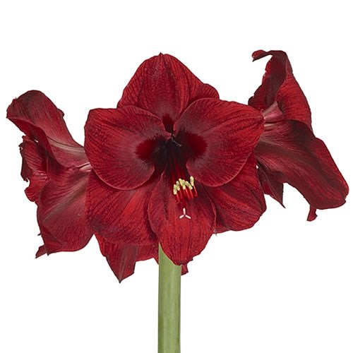 HIPPEASTRUM RED REALITY