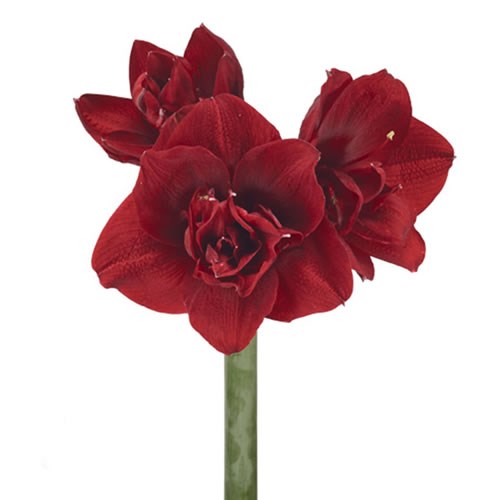 HIPPEASTRUM RED SYMPHONY