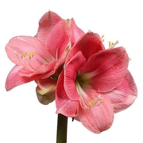 HIPPEASTRUM REVE