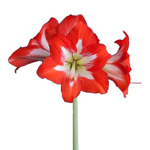 HIPPEASTRUM SONATINI CARAMBA