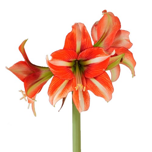 HIPPEASTRUM SPHINX