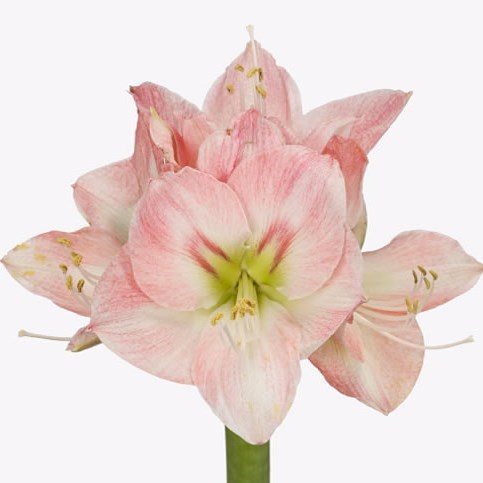 HIPPEASTRUM SUNRISE