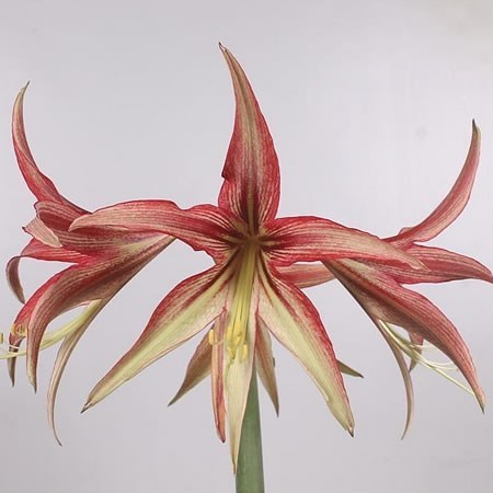 HIPPEASTRUM TANGO