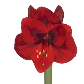 HIPPEASTRUM TENERIFE