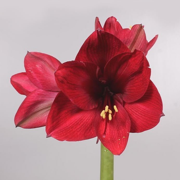 HIPPEASTRUM TINTO NIGHT