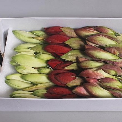 HIPPEASTRUM VALENTINE MIX