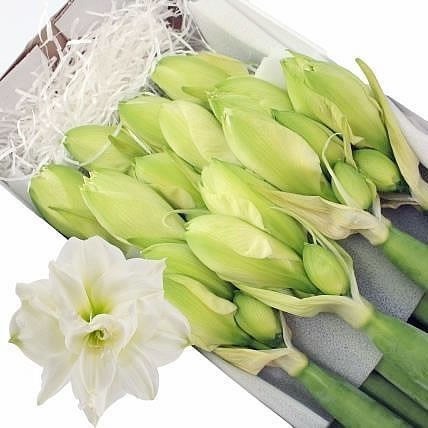 HIPPEASTRUM WHITE SYMPHONY