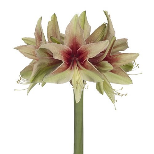 HIPPEASTRUM WILD AMAZONE