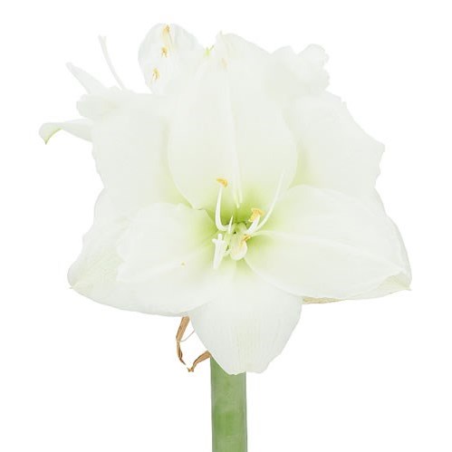 HIPPEASTRUM WIMBLEDON
