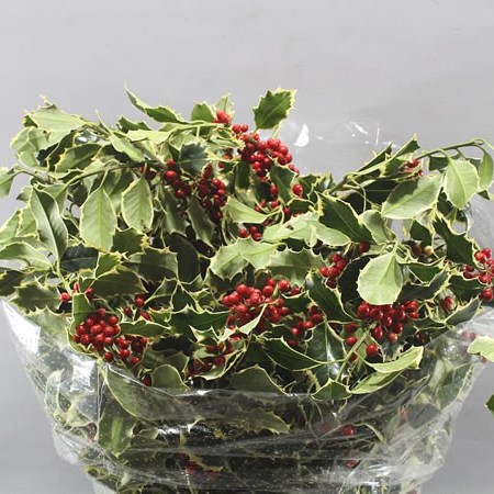 HOLLY VARIEGATED