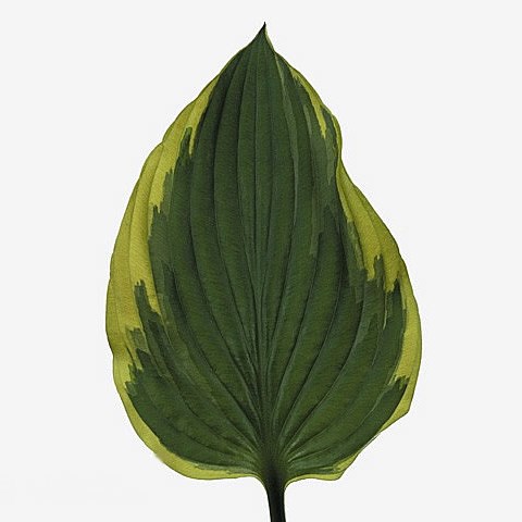 HOSTA FORTUNEI AUREOMARGINATA