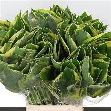 HOSTA FORTUNEI AUREOMARGINATA