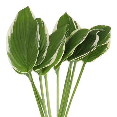 Hosta Leaves Francee