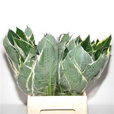HOSTA FRANCEE LEAVES