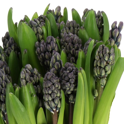 HYACINTHS ADELE