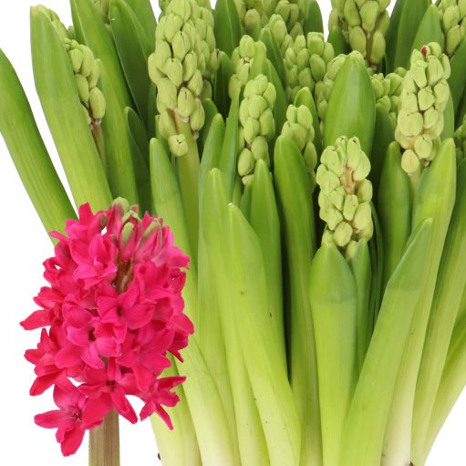 HYACINTHS AMORE