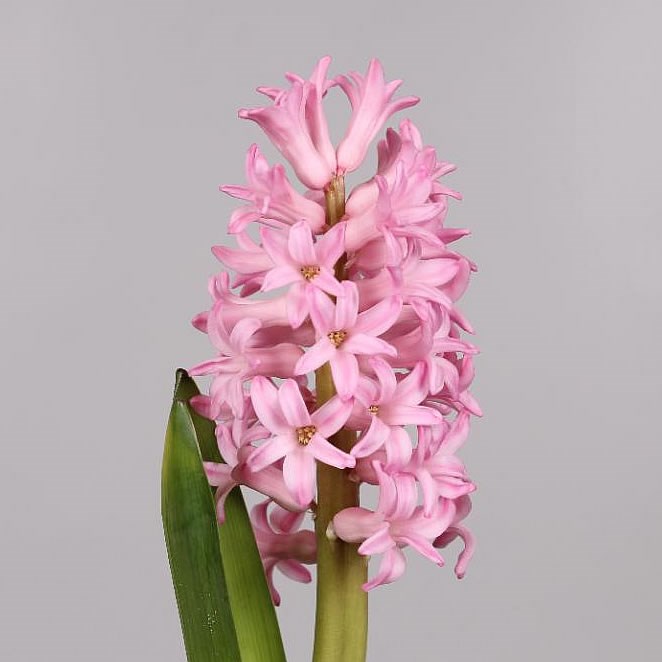 HYACINTHS ANNA MARIE