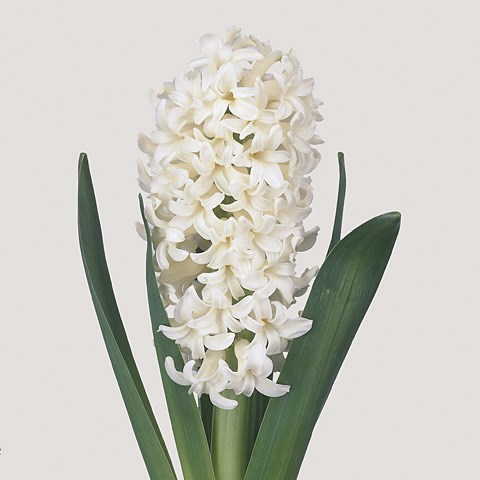 HYACINTHS ANTARCTICA