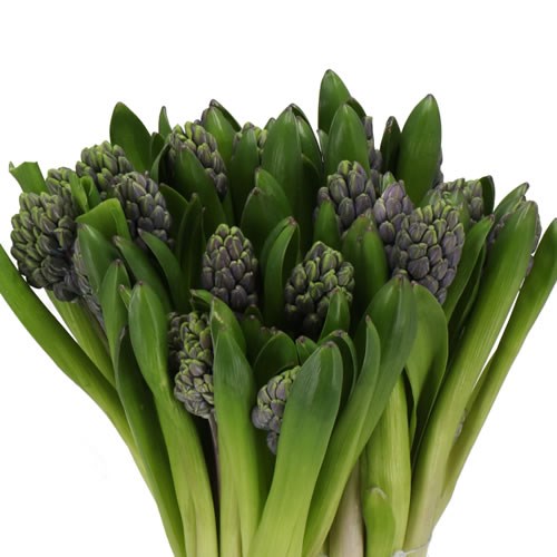 HYACINTHS BLUE STREET