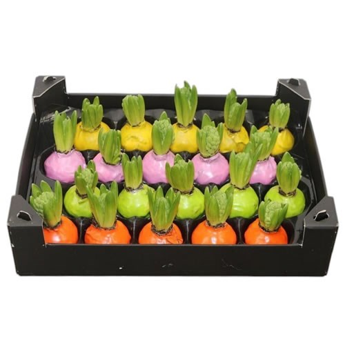 HYACINTHS BULBS - WAXED COLOUR MIX