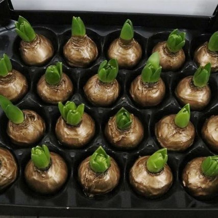 HYACINTHS BULBS - WAXED GOLD