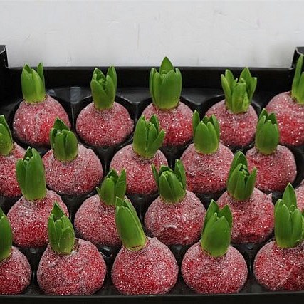 HYACINTHS BULBS - WAXED RED GLITTER