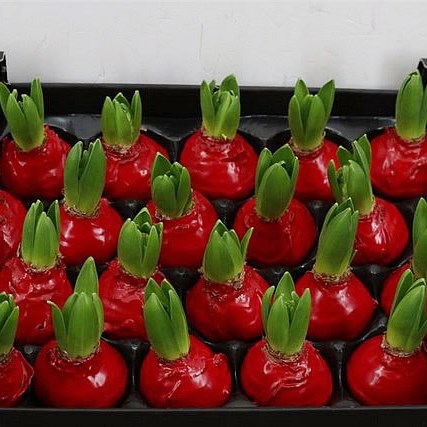 HYACINTHS BULBS - WAXED RED