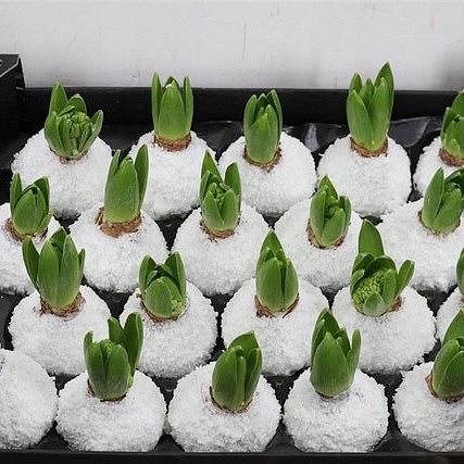 HYACINTHS BULBS - WAXED WHITE SNOW