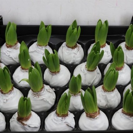 HYACINTHS BULBS - WAXED WHITE
