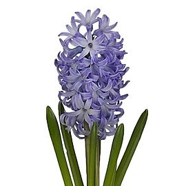 HYACINTHS CHICAGO