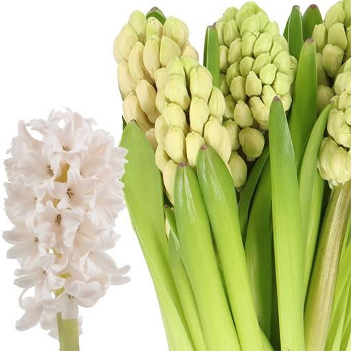 HYACINTHS CHINA PINK