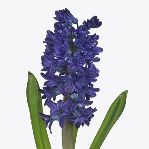 HYACINTHS DARK OCEAN