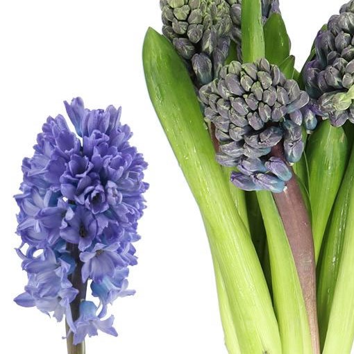 HYACINTHS DELFT BLUE