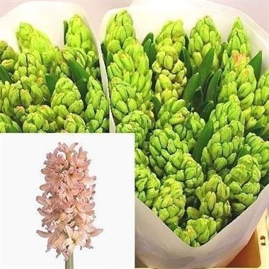 HYACINTHS GIPSY QUEEN