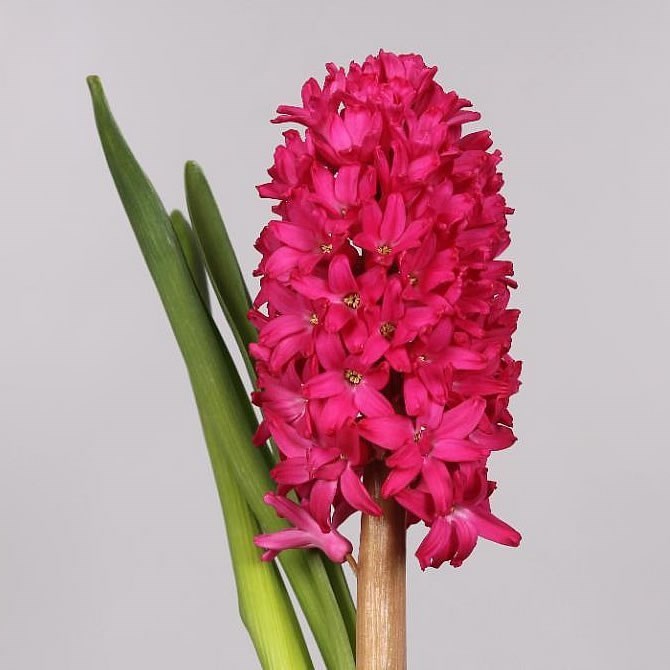 HYACINTHS JAN BOS