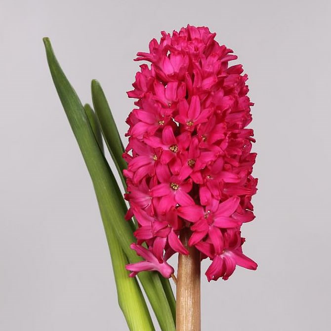 HYACINTHS JAN BOS
