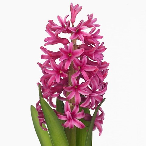 HYACINTHS JOHANNA