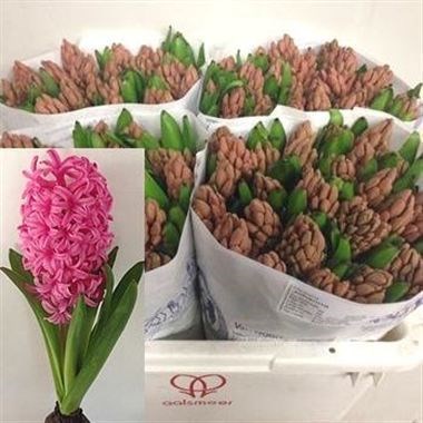 HYACINTHS JOHANNA