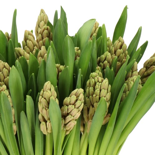 HYACINTHS ORANGE SOLDIER