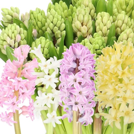 HYACINTHS PASTEL MIX